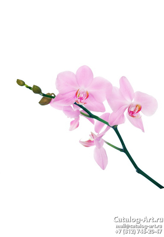Pink orchids 87